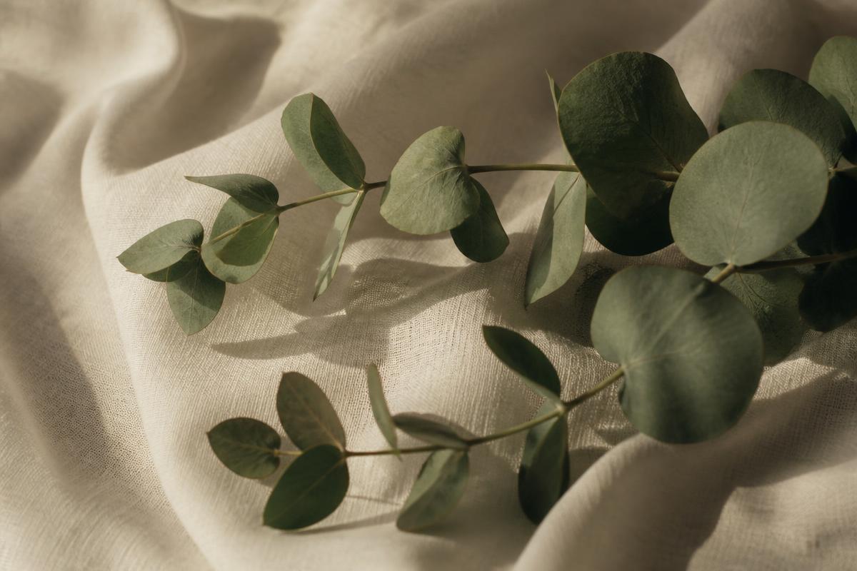 Branche d'eucalyptus posée sur du lin clair